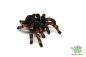 Preview: Schleich Vogelspinne 14829